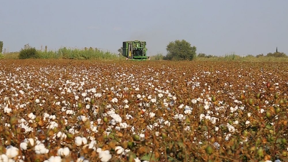 Ağcabədidə tarlalardan indiyədək 29237,07 ton məhsul yığılıb