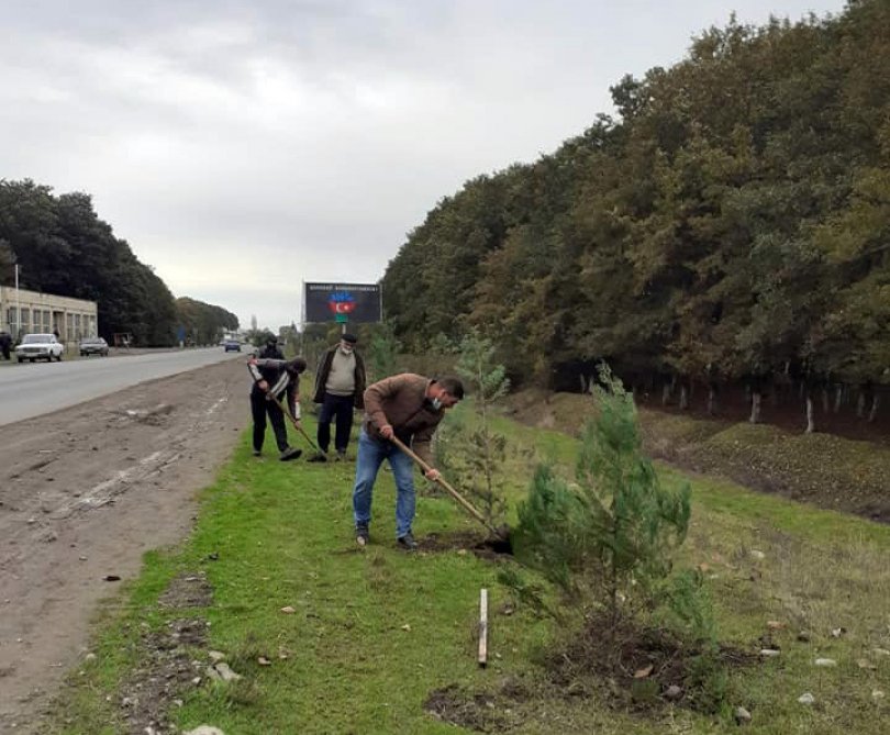 Masallıda keçirilən agacəkmə aksiyasında 100-dən çox küknar və şam ağacları əkilib