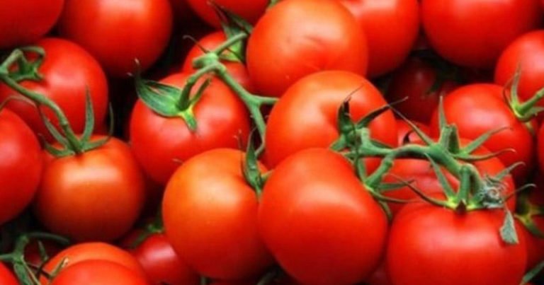 Rusiya Azərbaycanın daha dörd müəssisəsindən pomidor idxalına icazə verdi