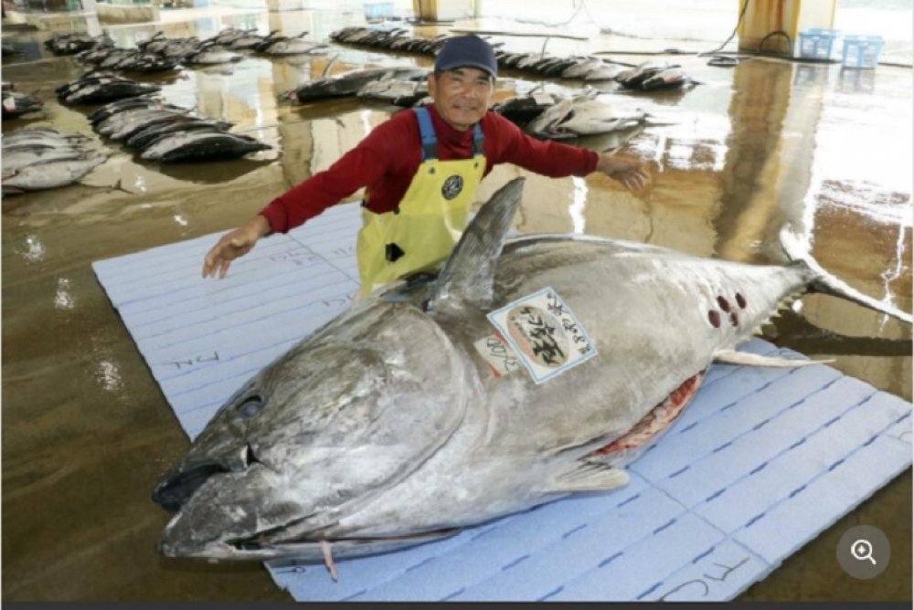 Yaponiyada 340 kiloqram ağırlığında nəhəng tuna balığı tutulub