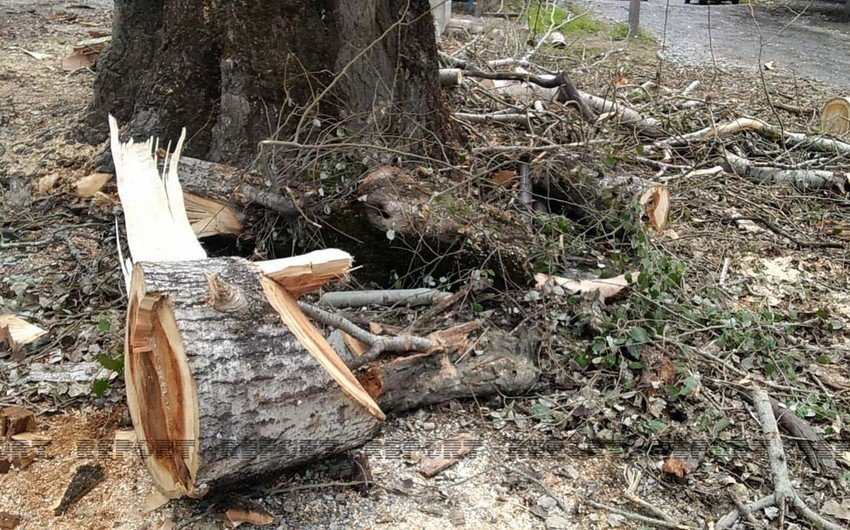 İsmayıllıda yaşı 100-dən çox olan ağac kəsildi, icra nümayəndəsi cərimələndi