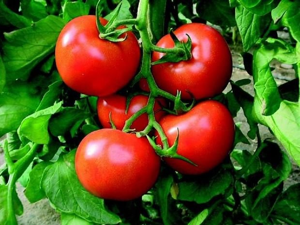 Pomidor yetişdirən fermerlərin rastlaşdığı çətinliklər
