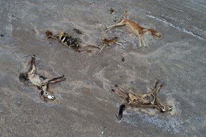 Anomal istilər Qazaxıstan çöllərini heyvanlar üçün məzarlığa çevirdi