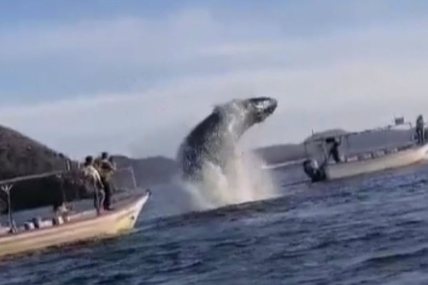 Meksikada balina qayığa çırpıldı: İki yaralı var