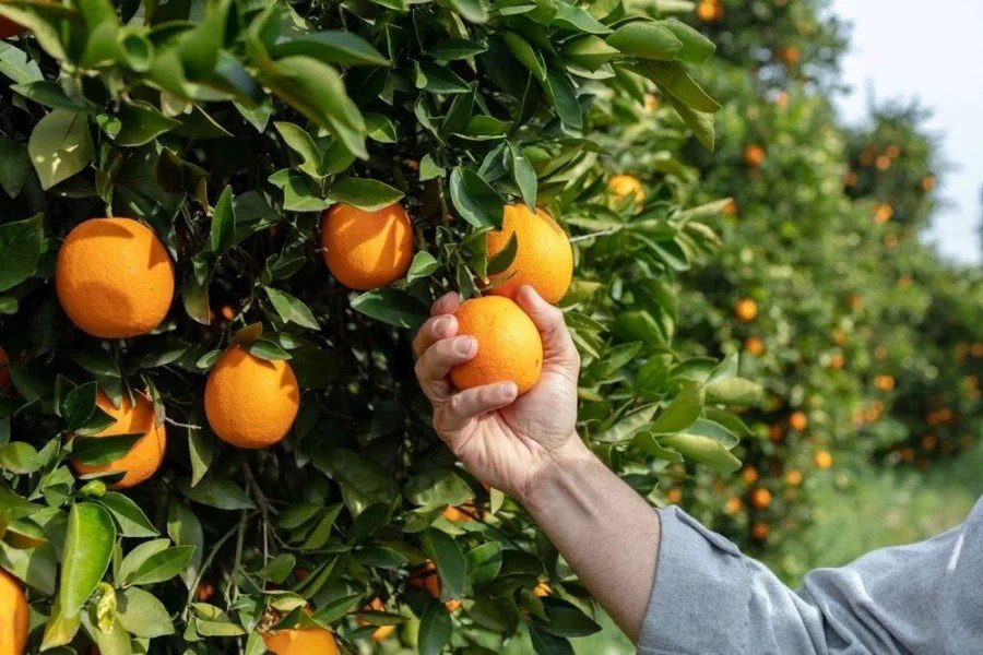 Hər gün portağal yemək qarın yağını əridir?