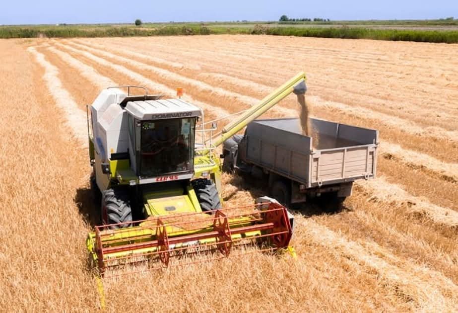 Masallıda taxıl biçini xeyriyyə aksiyası ilə başladı